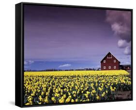 Barn in Daffodils-Ike Leahy-Framed Stretched Canvas