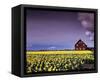 Barn in Daffodils-Ike Leahy-Framed Stretched Canvas