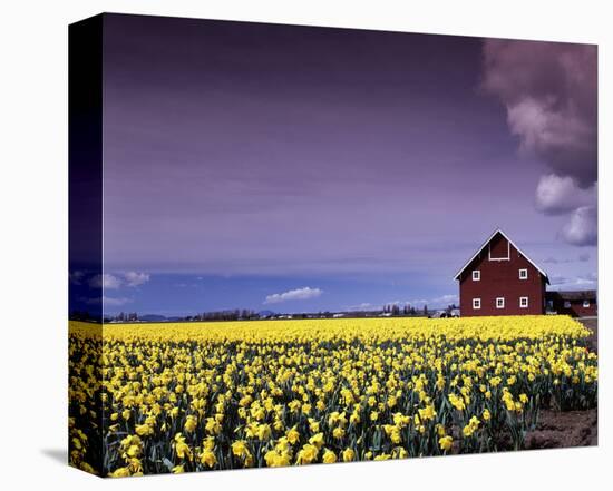 Barn in Daffodils-Ike Leahy-Stretched Canvas