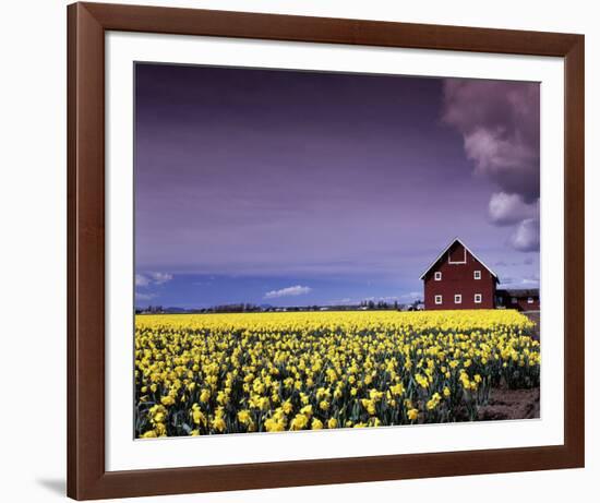 Barn in Daffodils-Ike Leahy-Framed Photographic Print