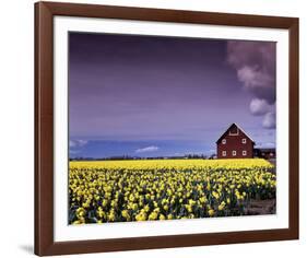 Barn in Daffodils-Ike Leahy-Framed Photographic Print