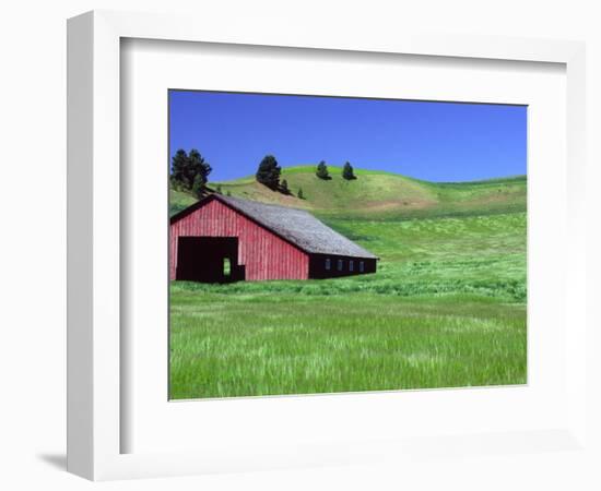 Barn in Field of Wheat, Palouse Area, Washington, USA-Janell Davidson-Framed Photographic Print