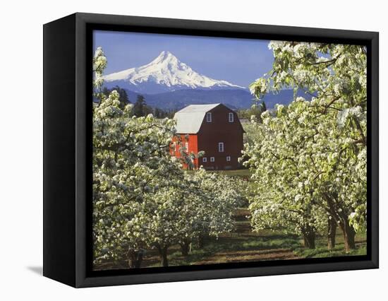 Barn in Orchard Below Mt. Hood-John McAnulty-Framed Stretched Canvas