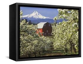 Barn in Orchard Below Mt. Hood-John McAnulty-Framed Stretched Canvas