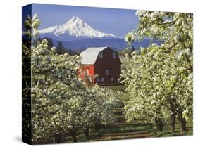 Barn in Orchard Below Mt. Hood-John McAnulty-Stretched Canvas