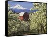 Barn in Orchard Below Mt. Hood-John McAnulty-Framed Stretched Canvas