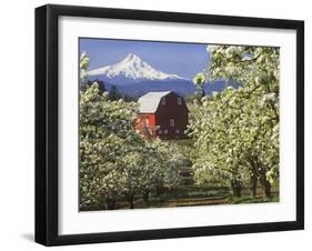 Barn in Orchard Below Mt. Hood-John McAnulty-Framed Premium Photographic Print