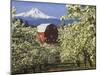 Barn in Orchard Below Mt. Hood-John McAnulty-Mounted Premium Photographic Print