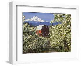 Barn in Orchard Below Mt. Hood-John McAnulty-Framed Photographic Print