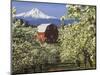 Barn in Orchard Below Mt. Hood-John McAnulty-Mounted Photographic Print