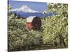 Barn in Orchard Below Mt. Hood-John McAnulty-Stretched Canvas