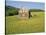 Barn in Rape Field in Summer, Lofoten, Nordland, Arctic Norway, Scandinavia, Europe-Dominic Webster-Stretched Canvas