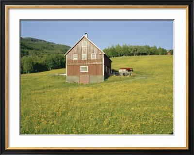 Barn in Rape Field in Summer, Lofoten, Nordland, Arctic Norway,  Scandinavia, Europe' Photographic Print - Dominic Webster | AllPosters.com