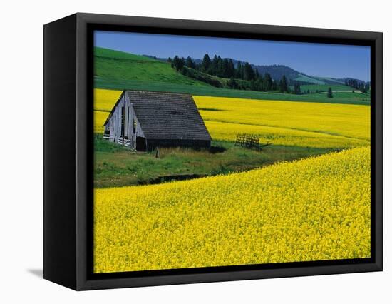 Barn in Rape Seed Field-Darrell Gulin-Framed Stretched Canvas