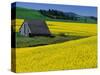 Barn in Rape Seed Field-Darrell Gulin-Stretched Canvas