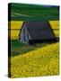 Barn in Rape Seed Field-Darrell Gulin-Stretched Canvas