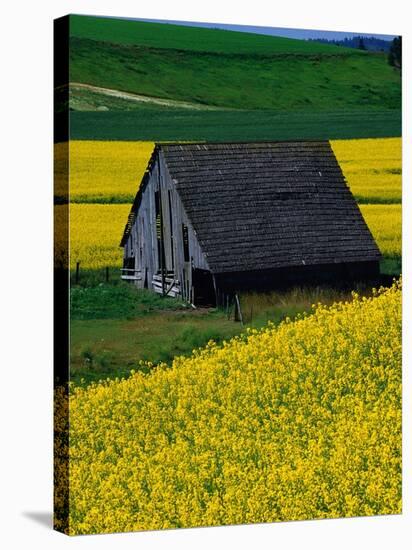 Barn in Rape Seed Field-Darrell Gulin-Stretched Canvas