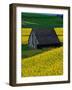 Barn in Rape Seed Field-Darrell Gulin-Framed Photographic Print