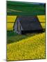 Barn in Rape Seed Field-Darrell Gulin-Mounted Photographic Print