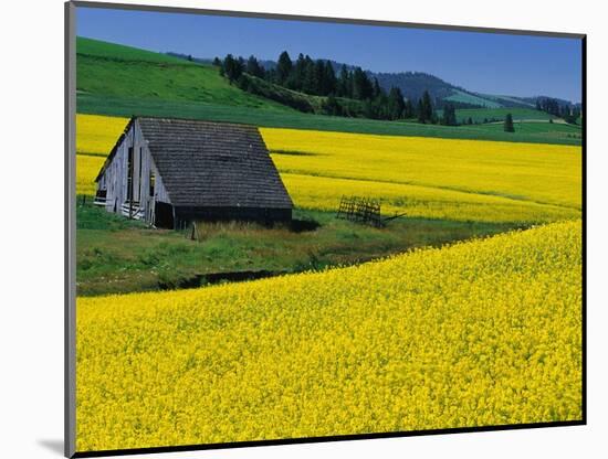 Barn in Rape Seed Field-Darrell Gulin-Mounted Photographic Print