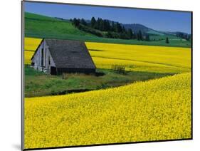 Barn in Rape Seed Field-Darrell Gulin-Mounted Photographic Print