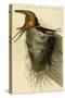 Barn or Chimney Swallow-John James Audubon-Stretched Canvas