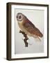 Barn Owl 1796-null-Framed Giclee Print