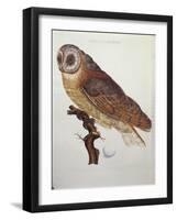 Barn Owl 1796-null-Framed Giclee Print