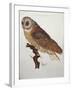 Barn Owl 1796-null-Framed Giclee Print