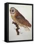 Barn Owl 1796-null-Framed Stretched Canvas