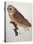 Barn Owl 1796-null-Stretched Canvas