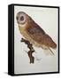 Barn Owl 1796-null-Framed Stretched Canvas