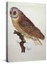 Barn Owl 1796-null-Stretched Canvas