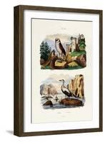 Barn Owl, 1833-39-null-Framed Giclee Print