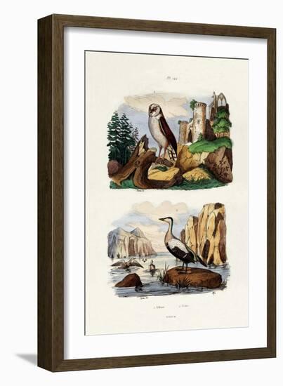 Barn Owl, 1833-39-null-Framed Giclee Print