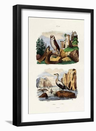 Barn Owl, 1833-39-null-Framed Giclee Print