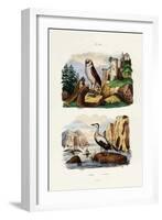 Barn Owl, 1833-39-null-Framed Giclee Print