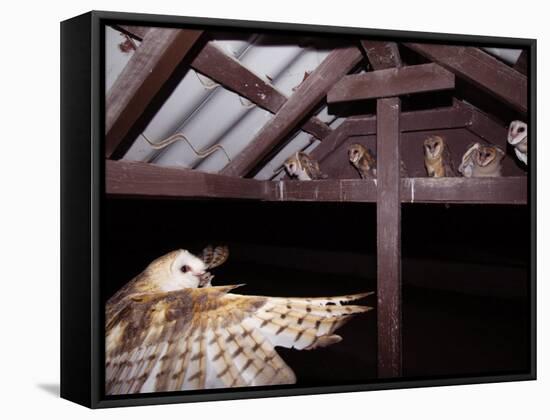 Barn Owl Adult Bringing Mouse Prey to Young in Nest, Rio Grande Valley, Texas, USA-Rolf Nussbaumer-Framed Stretched Canvas