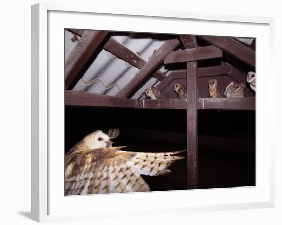 Barn Owl Adult Bringing Mouse Prey to Young in Nest, Rio Grande Valley, Texas, USA-Rolf Nussbaumer-Framed Photographic Print