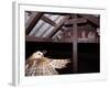 Barn Owl Adult Bringing Mouse Prey to Young in Nest, Rio Grande Valley, Texas, USA-Rolf Nussbaumer-Framed Photographic Print