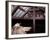 Barn Owl Adult Bringing Mouse Prey to Young in Nest, Rio Grande Valley, Texas, USA-Rolf Nussbaumer-Framed Photographic Print