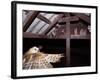 Barn Owl Adult Bringing Mouse Prey to Young in Nest, Rio Grande Valley, Texas, USA-Rolf Nussbaumer-Framed Photographic Print