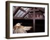 Barn Owl Adult Bringing Mouse Prey to Young in Nest, Rio Grande Valley, Texas, USA-Rolf Nussbaumer-Framed Photographic Print