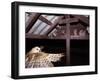 Barn Owl Adult Bringing Mouse Prey to Young in Nest, Rio Grande Valley, Texas, USA-Rolf Nussbaumer-Framed Photographic Print