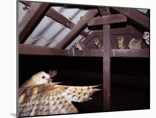 Barn Owl Adult Bringing Mouse Prey to Young in Nest, Rio Grande Valley, Texas, USA-Rolf Nussbaumer-Mounted Photographic Print