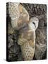 Barn Owl, Captive, Cumbria, England, United Kingdom, Europe-Toon Ann & Steve-Stretched Canvas