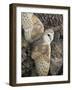 Barn Owl, Captive, Cumbria, England, United Kingdom, Europe-Toon Ann & Steve-Framed Photographic Print