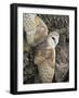 Barn Owl, Captive, Cumbria, England, United Kingdom, Europe-Toon Ann & Steve-Framed Photographic Print