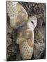 Barn Owl, Captive, Cumbria, England, United Kingdom, Europe-Toon Ann & Steve-Mounted Photographic Print