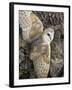 Barn Owl, Captive, Cumbria, England, United Kingdom, Europe-Toon Ann & Steve-Framed Photographic Print